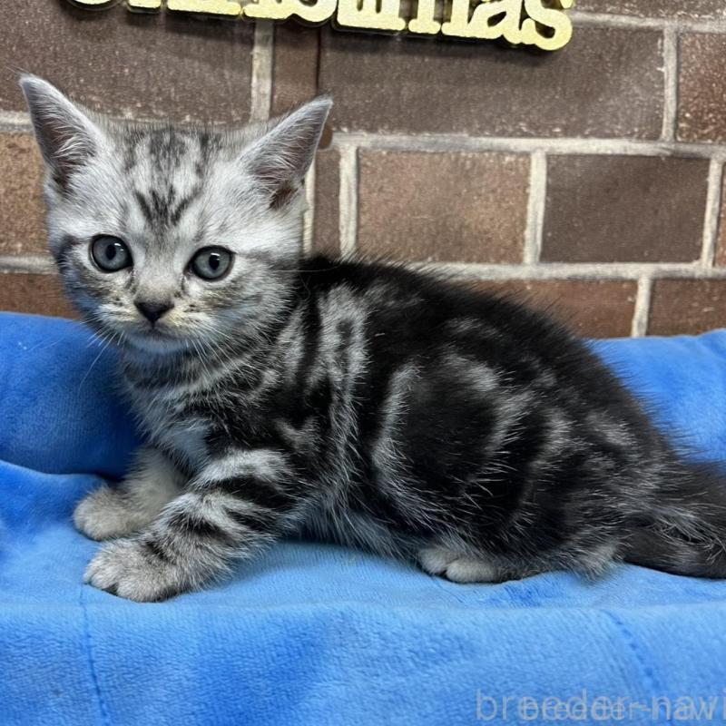 販売中の東京都のアメリカンショートヘア-133541