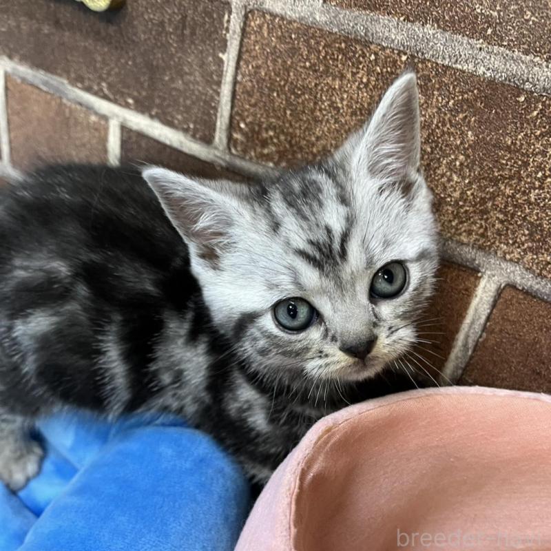 販売中の東京都のアメリカンショートヘア-133541の5枚目