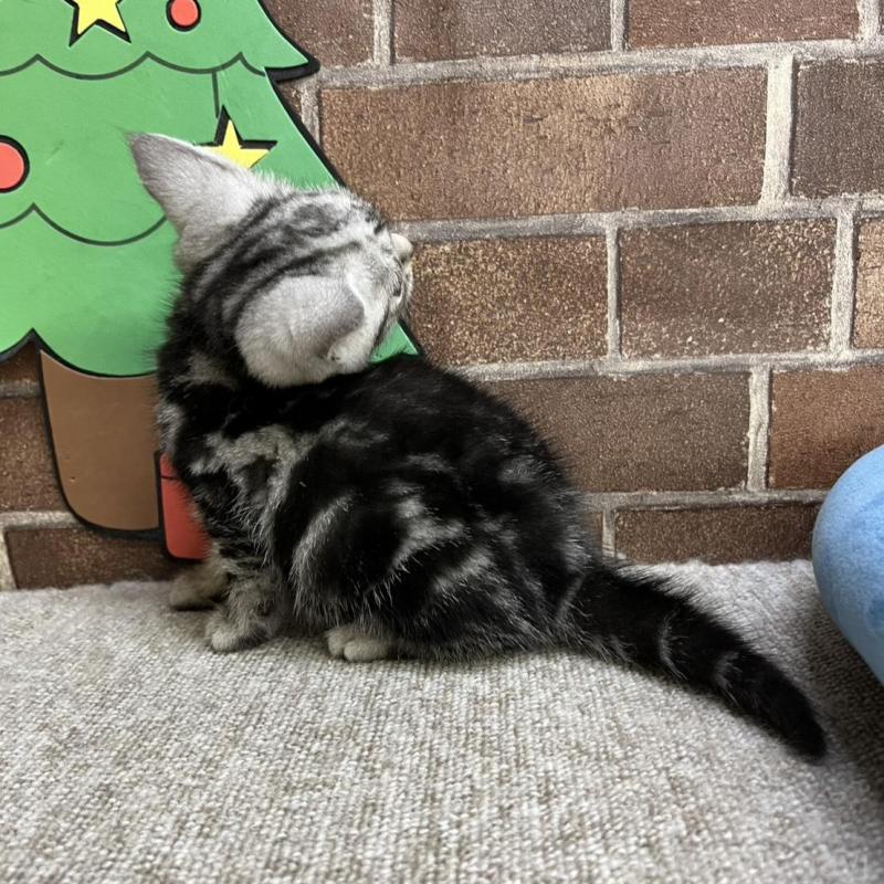 販売中の東京都のアメリカンショートヘア-133541の4枚目