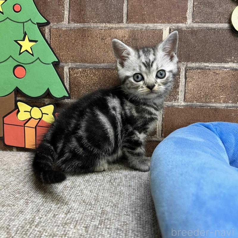 販売中の東京都のアメリカンショートヘア-133541の3枚目