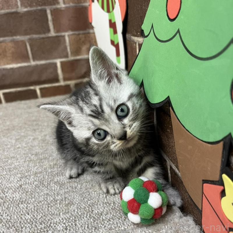 販売中の東京都のアメリカンショートヘア-133541の2枚目