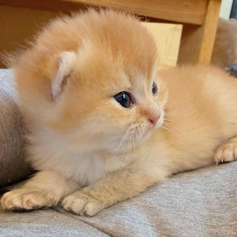 販売中の香川県のブリティッシュショートヘア-133542