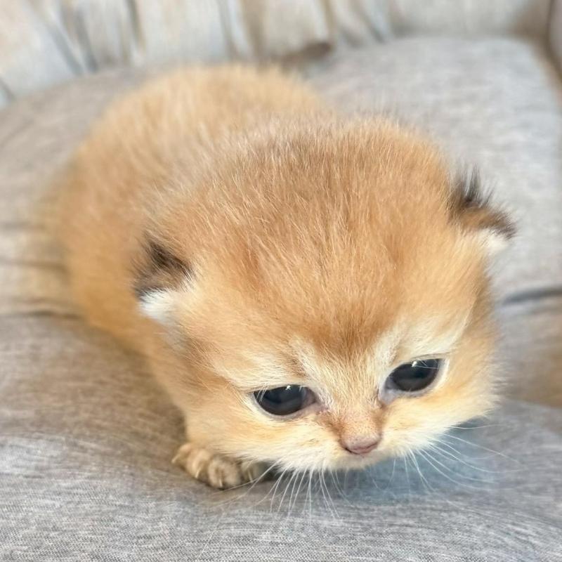 販売中の香川県のブリティッシュショートヘア-133542の3枚目