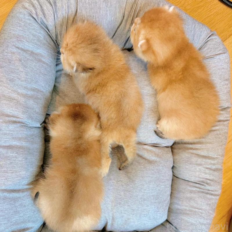 販売中の香川県のブリティッシュショートヘア-133542の2枚目