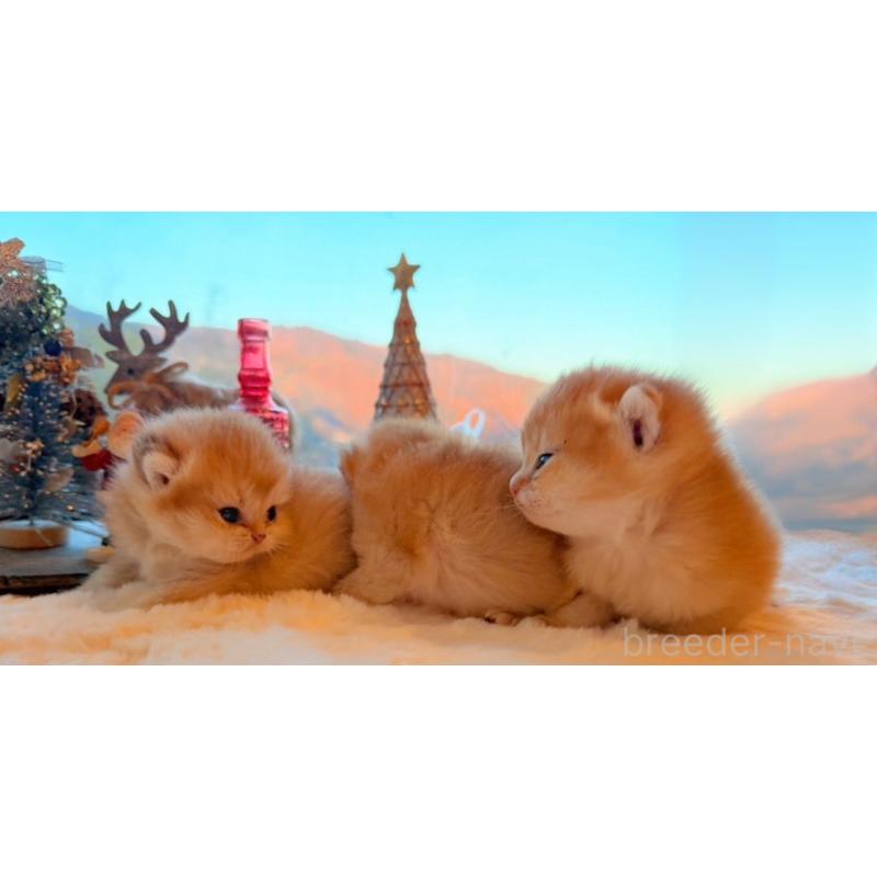 販売中の香川県のブリティッシュショートヘア-133543の7枚目