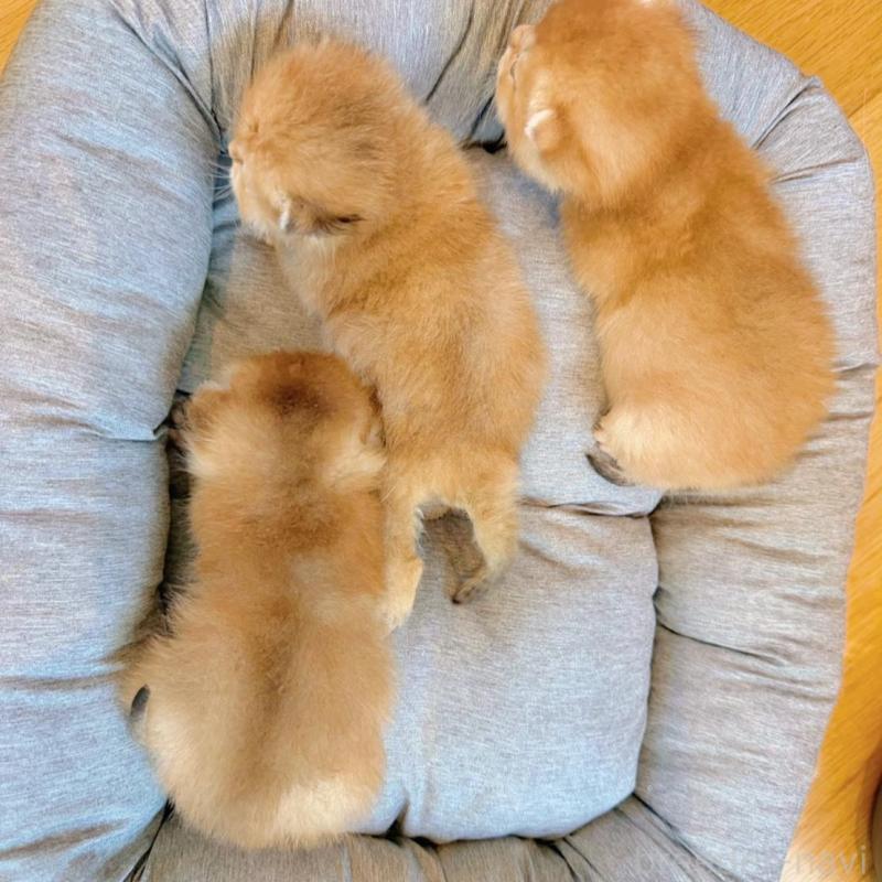 販売中の香川県のブリティッシュショートヘア-133543の6枚目