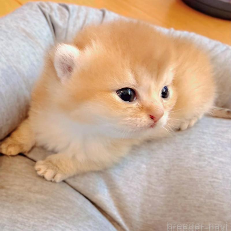 販売中の香川県のブリティッシュショートヘア-133543の5枚目