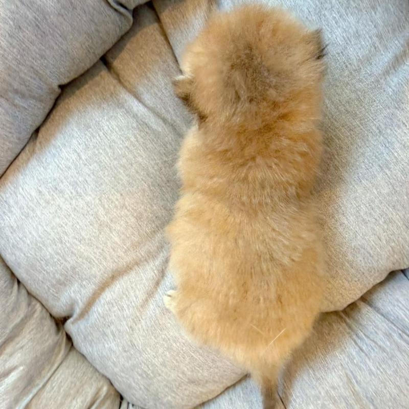 販売中の香川県のブリティッシュショートヘア-133543の4枚目