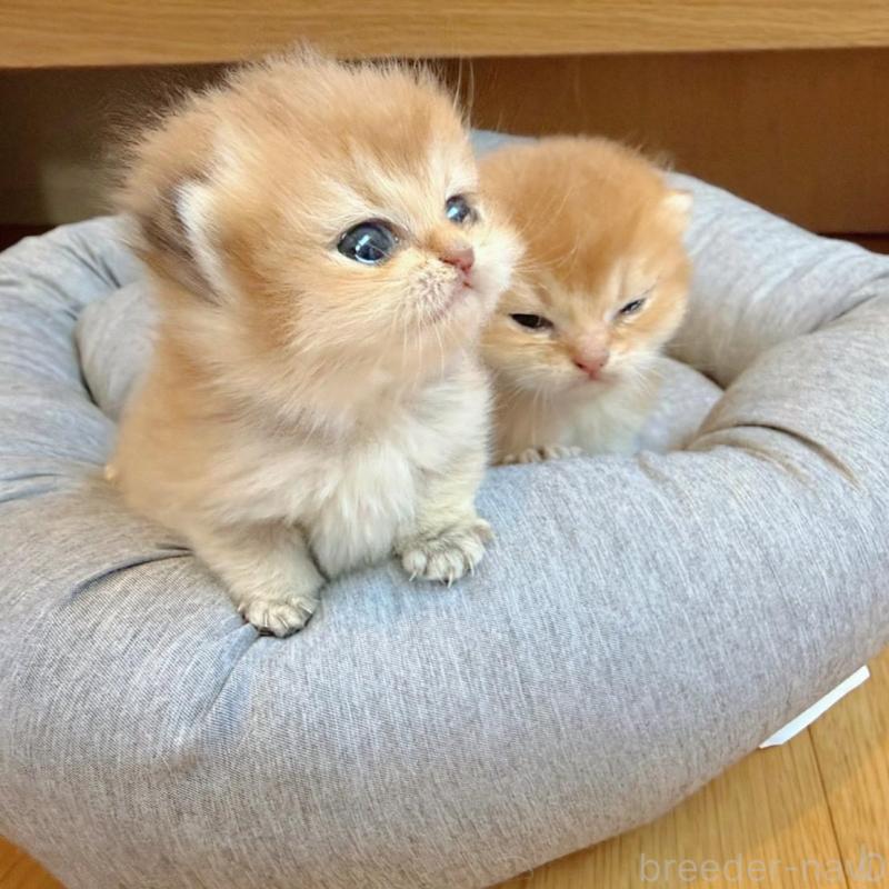 販売中の香川県のブリティッシュショートヘア-133543の3枚目