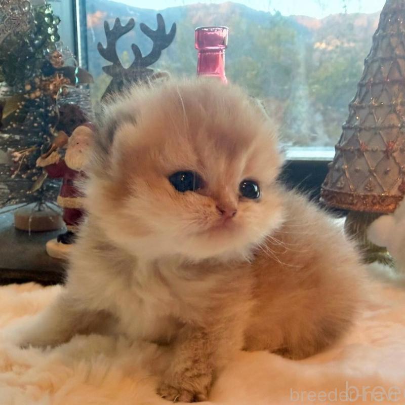 販売中の香川県のブリティッシュショートヘア-133543の1枚目