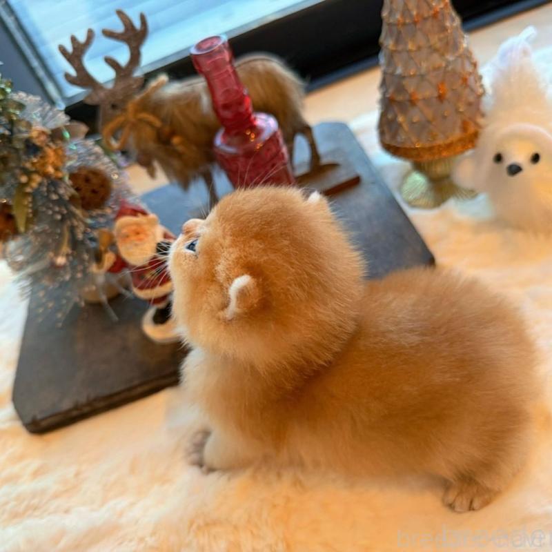 販売中の香川県のブリティッシュショートヘア-133543の2枚目