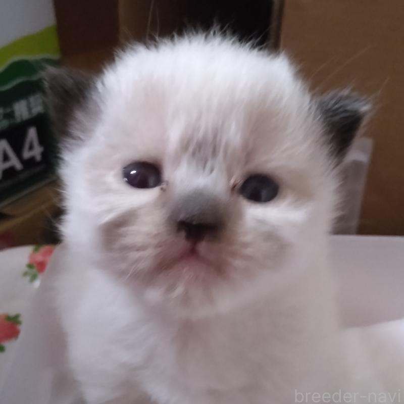 販売中の静岡県のヒマラヤン-133544の5枚目