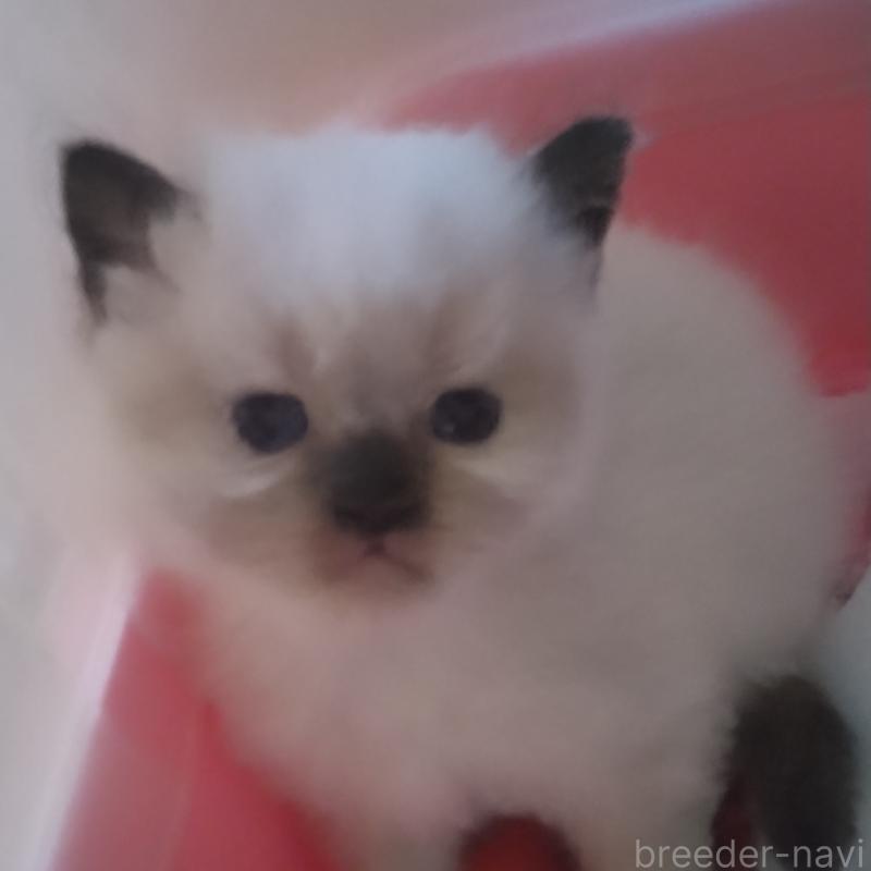 販売中の静岡県のヒマラヤン-133544の4枚目