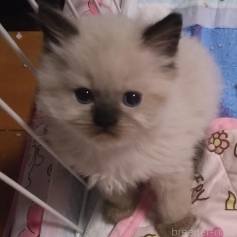 販売中の静岡県のヒマラヤン-133544の3枚目