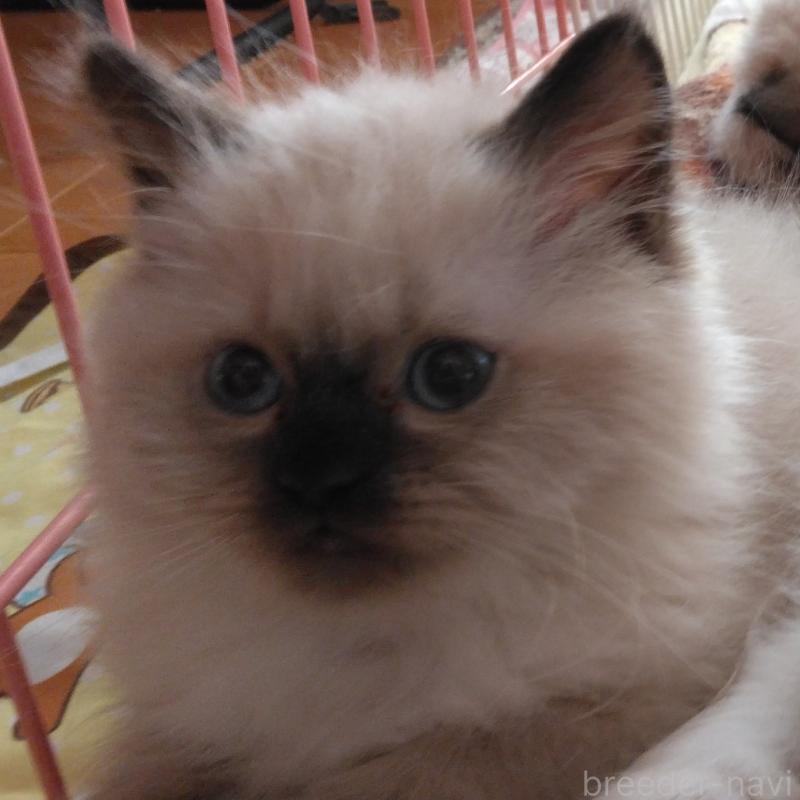 販売中の静岡県のヒマラヤン-133544の2枚目