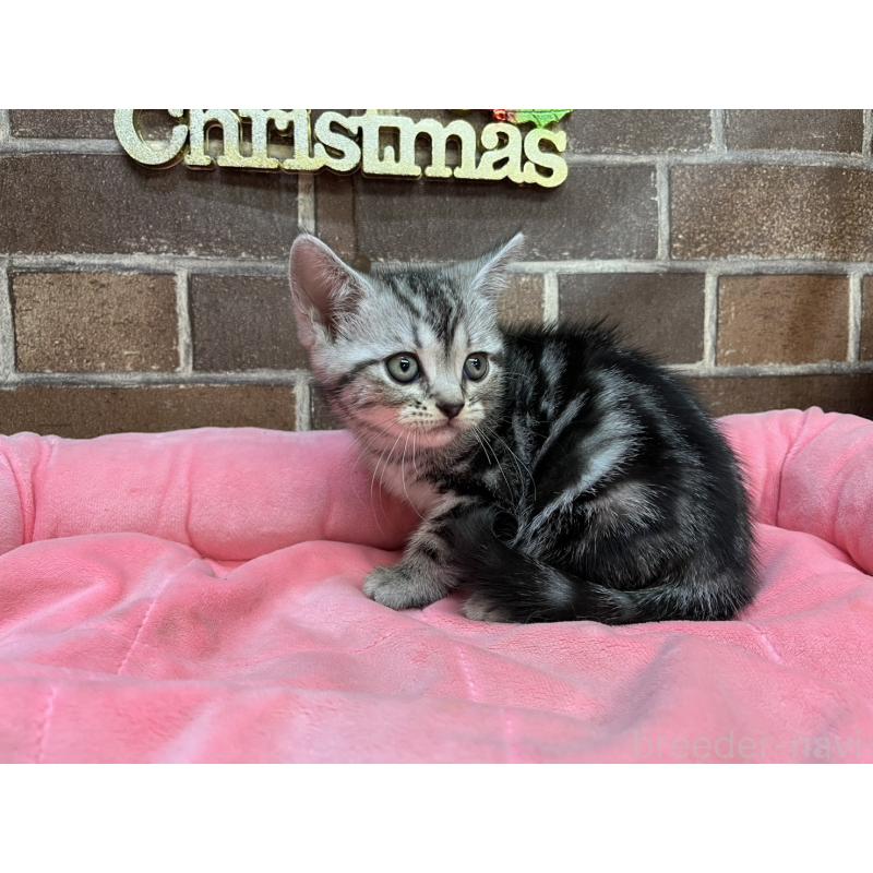 販売中の東京都のアメリカンショートヘア-133545の10枚目