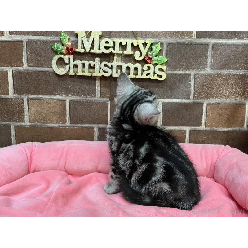 販売中の東京都のアメリカンショートヘア-133545の9枚目