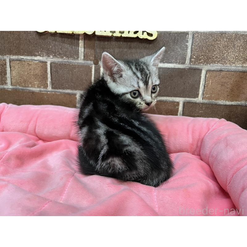 販売中の東京都のアメリカンショートヘア-133545の8枚目