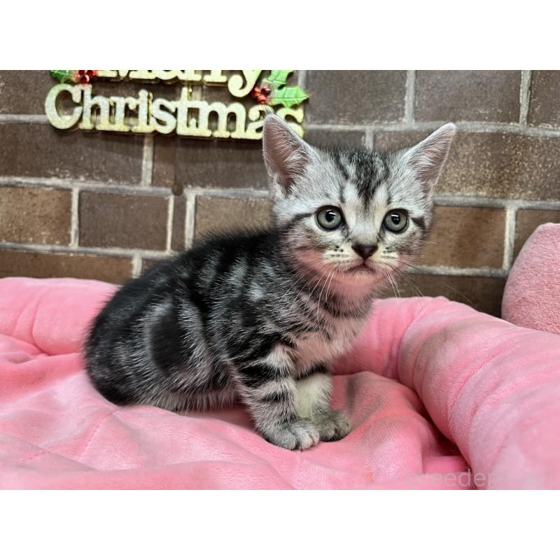 販売中の東京都のアメリカンショートヘア-133545の7枚目