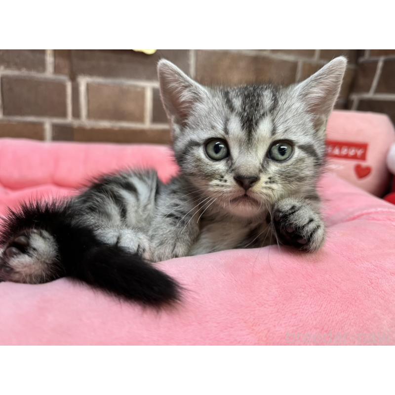 販売中の東京都のアメリカンショートヘア-133545の6枚目