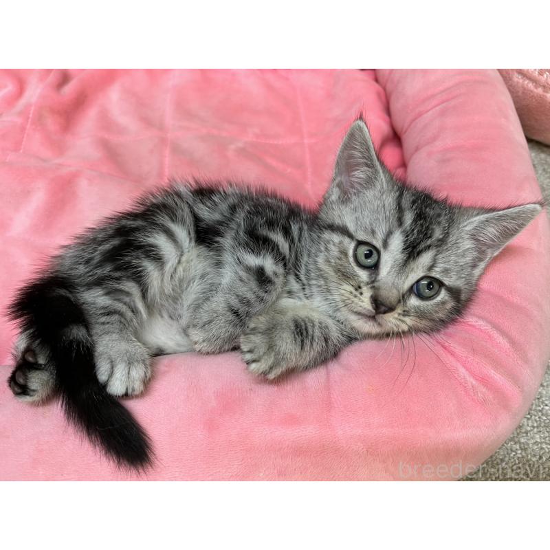 販売中の東京都のアメリカンショートヘア-133545の4枚目