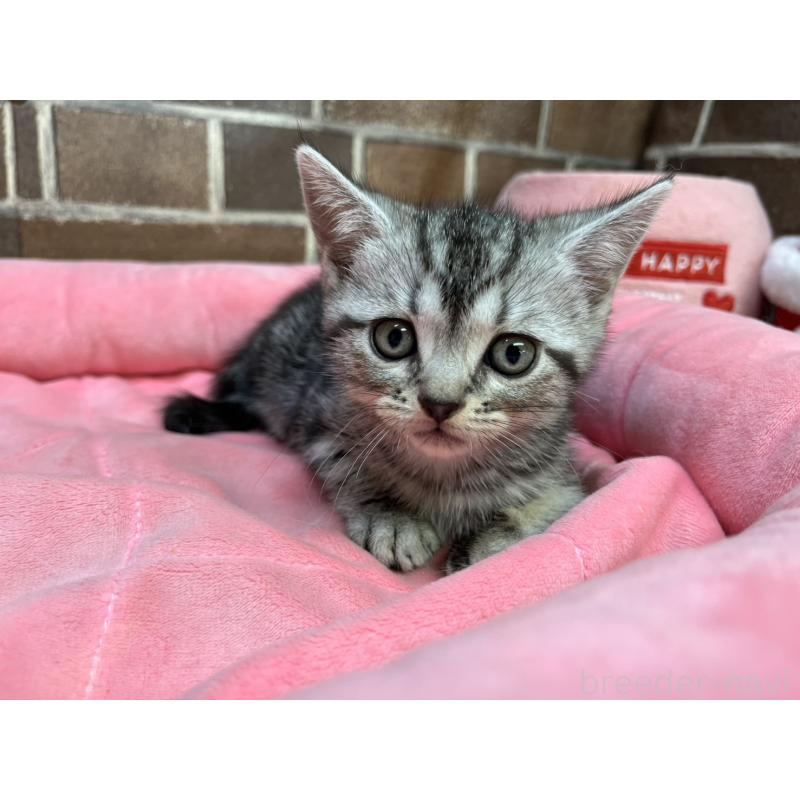 販売中の東京都のアメリカンショートヘア-133545の5枚目