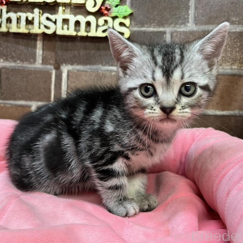 販売中の東京都のアメリカンショートヘア-133545の1枚目