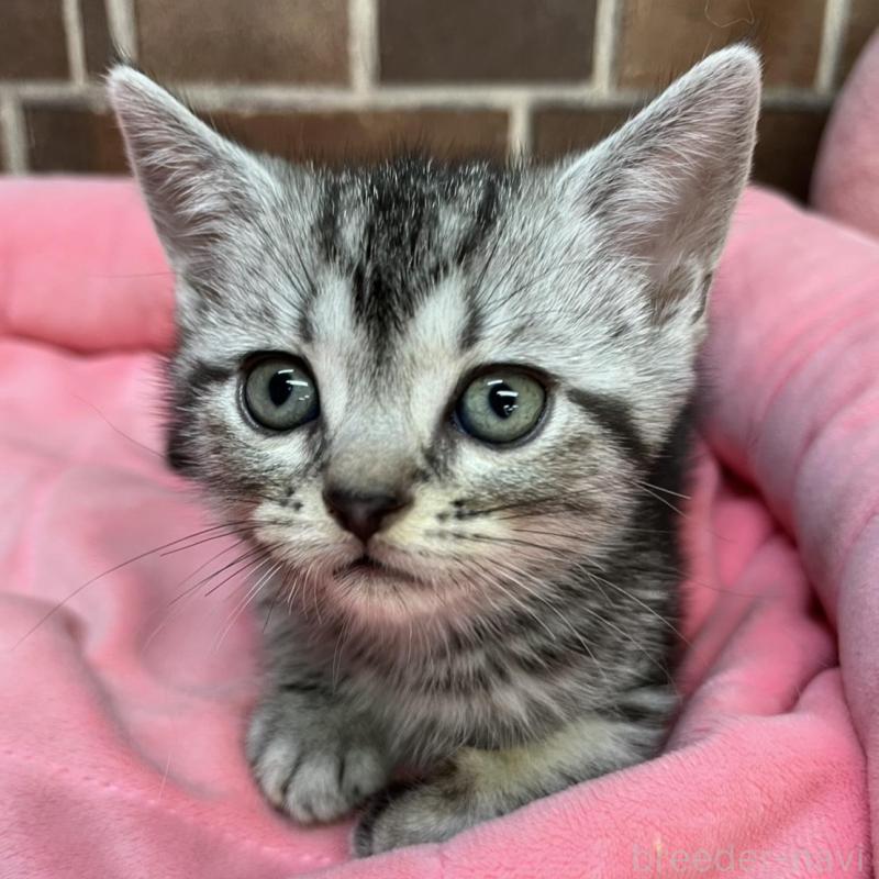 販売中の東京都のアメリカンショートヘア-133545の3枚目