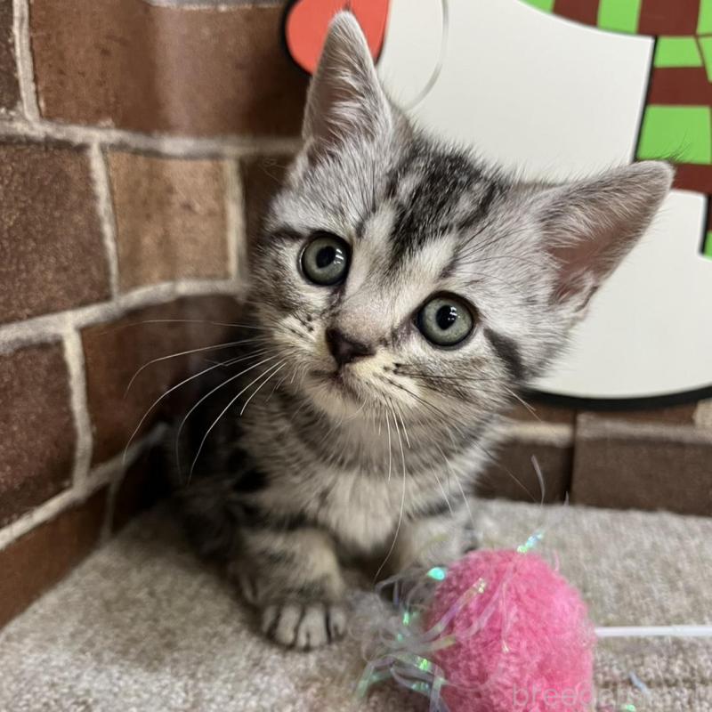 販売中の東京都のアメリカンショートヘア-133545の2枚目