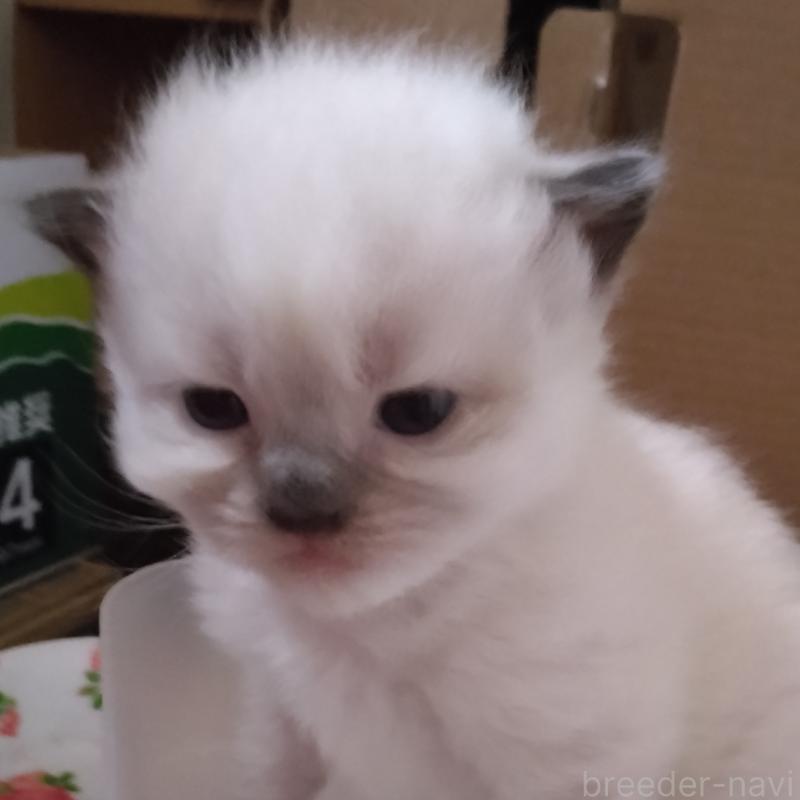 販売中の静岡県のヒマラヤン-133546の5枚目