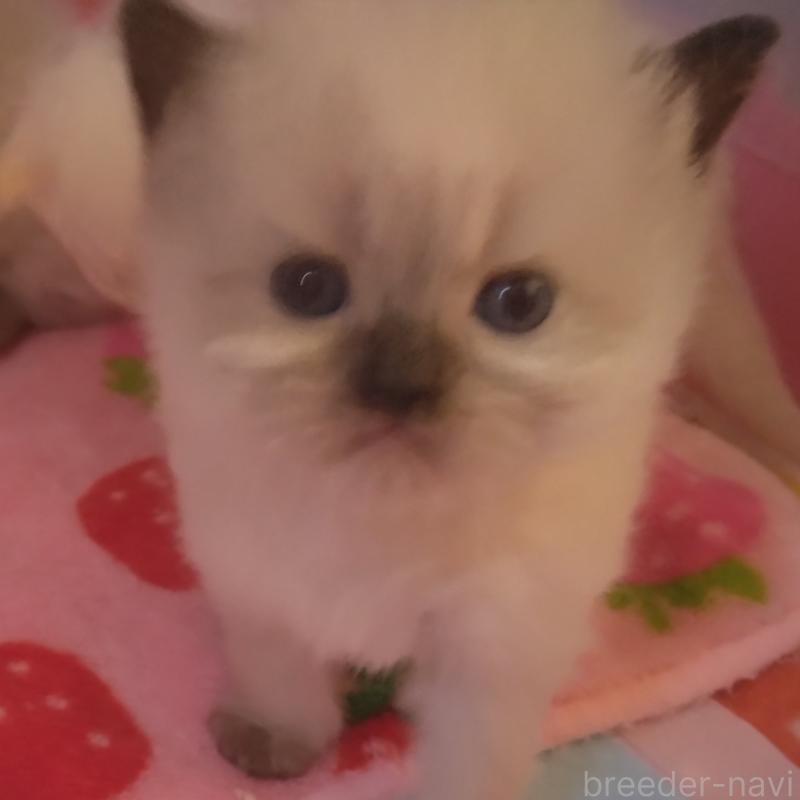 販売中の静岡県のヒマラヤン-133546の4枚目