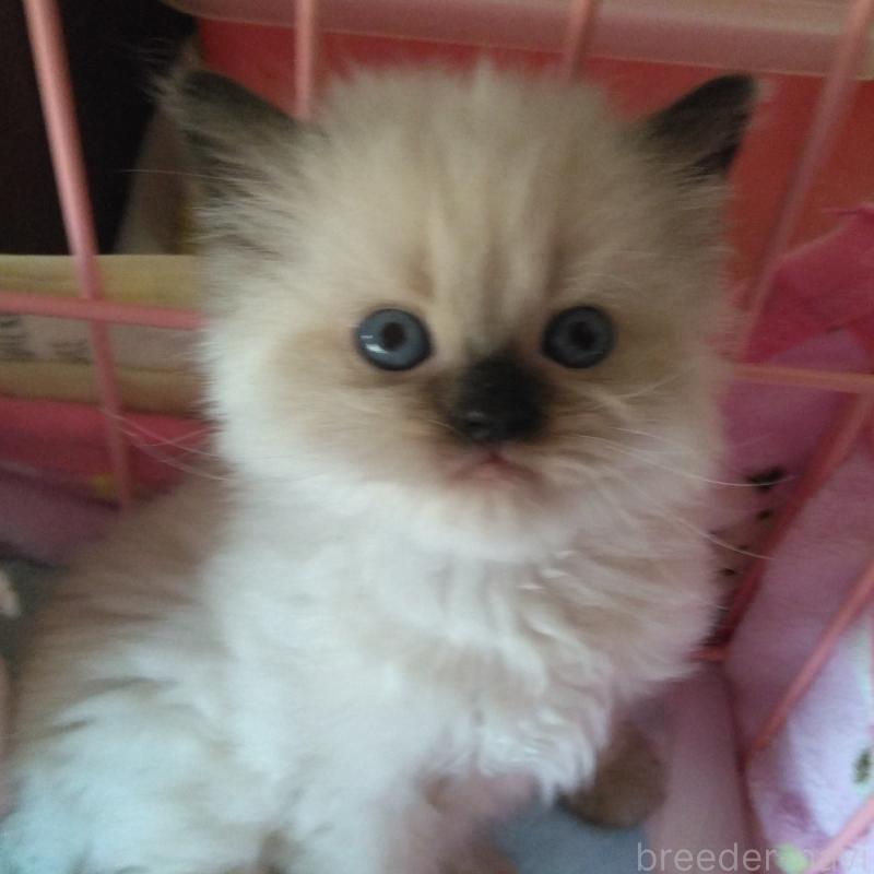 販売中の静岡県のヒマラヤン-133546の3枚目