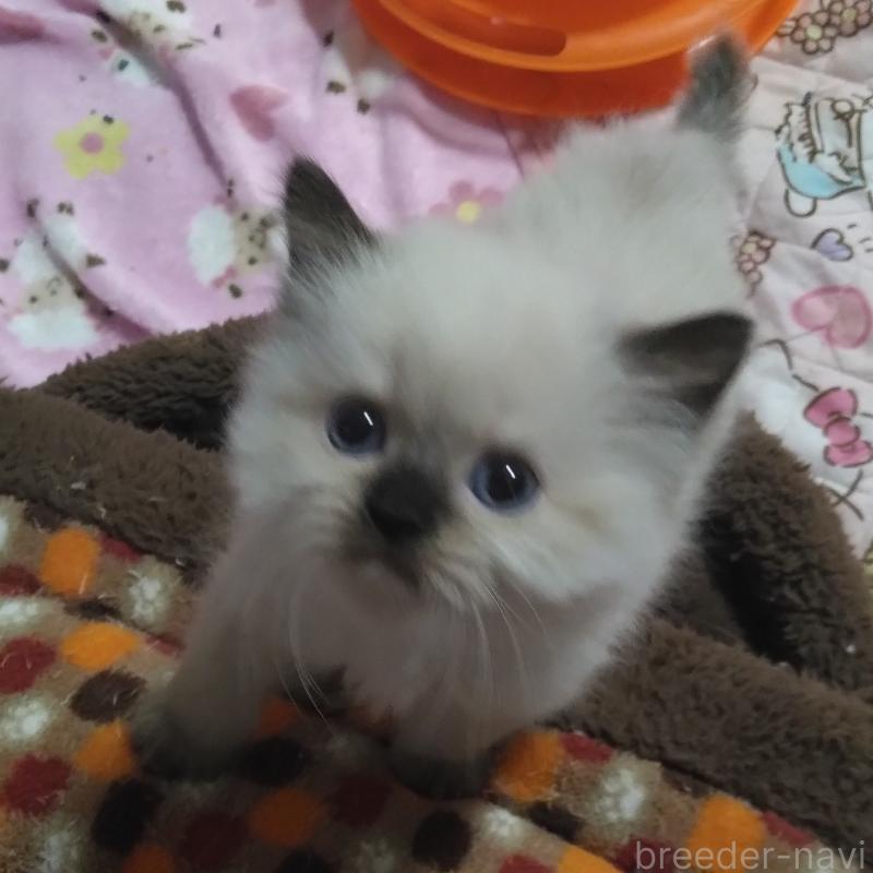 販売中の静岡県のヒマラヤン-133546の2枚目