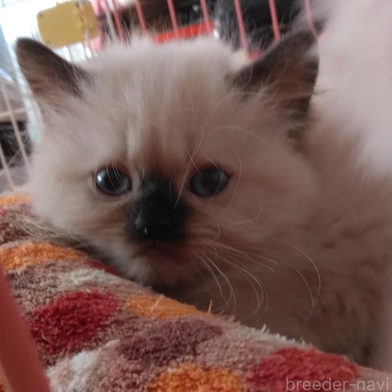 販売中の静岡県のヒマラヤン-133546