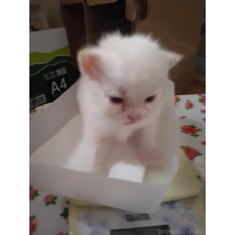 販売中の静岡県のヒマラヤン-133547の5枚目