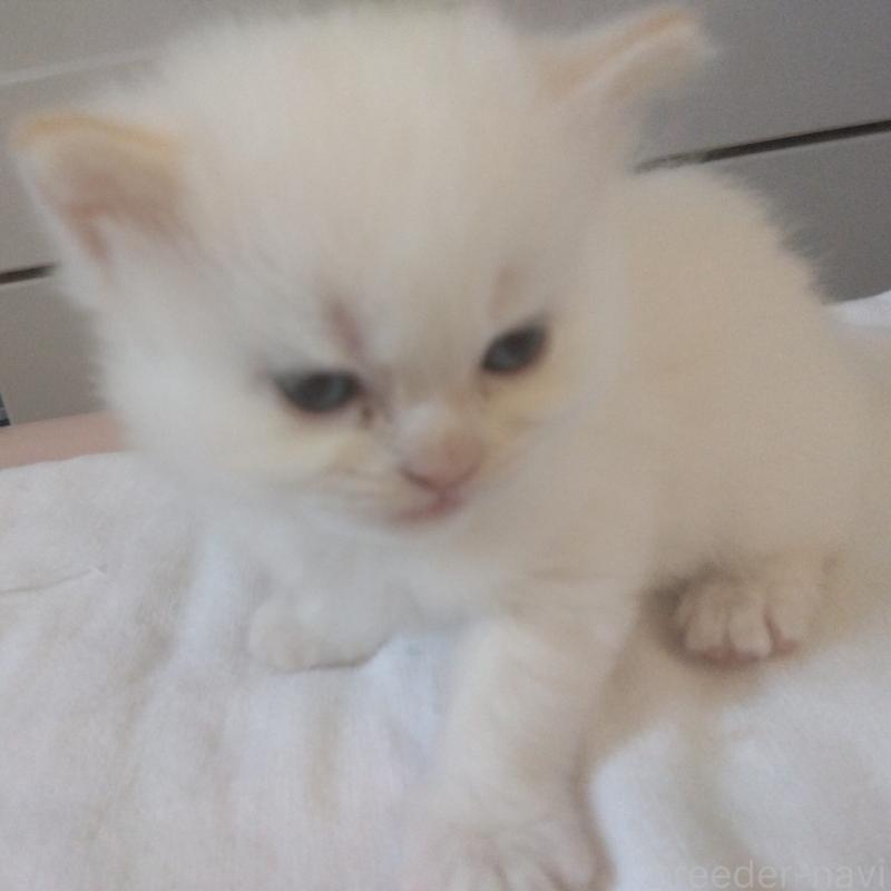 販売中の静岡県のヒマラヤン-133547の4枚目