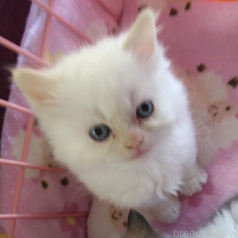 販売中の静岡県のヒマラヤン-133547の3枚目