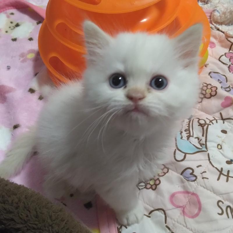 販売中の静岡県のヒマラヤン-133547の2枚目