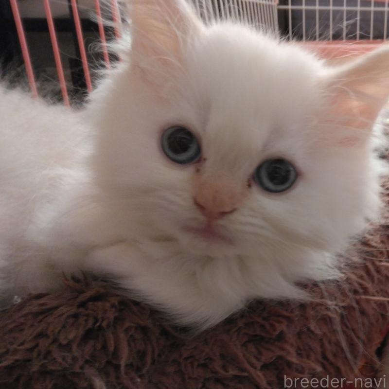 販売中の静岡県のヒマラヤン-133547の1枚目