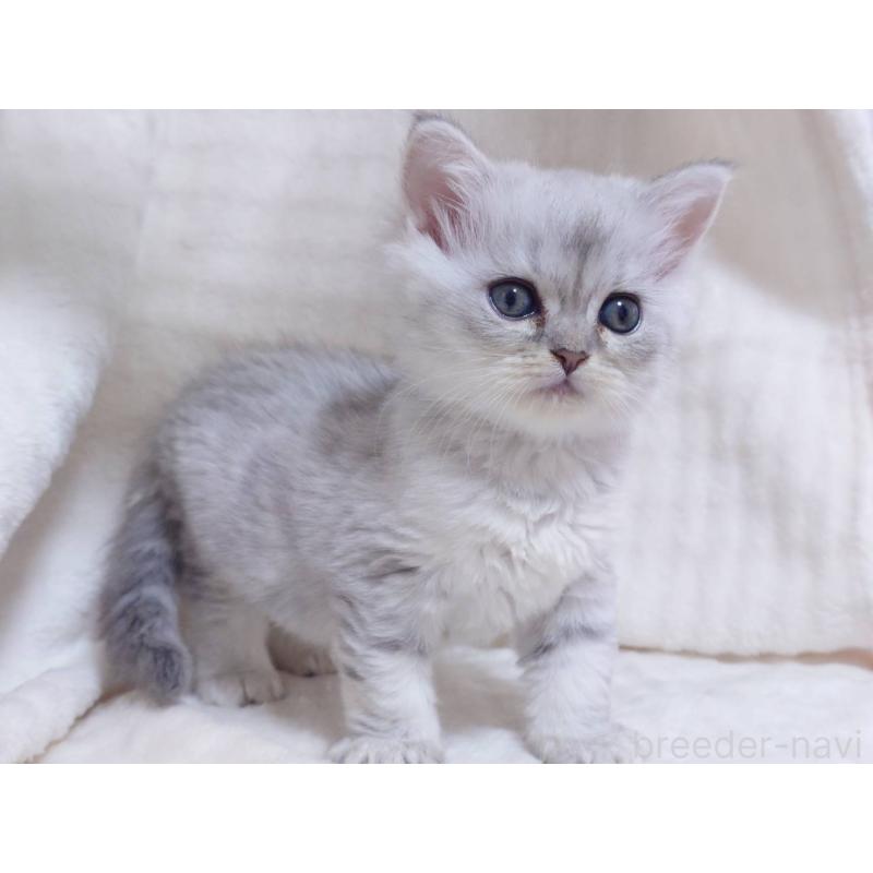 販売中の愛知県のミヌエット-133548の5枚目