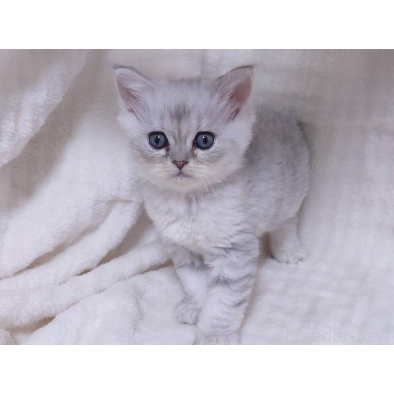 販売中の愛知県のミヌエット-133548の4枚目