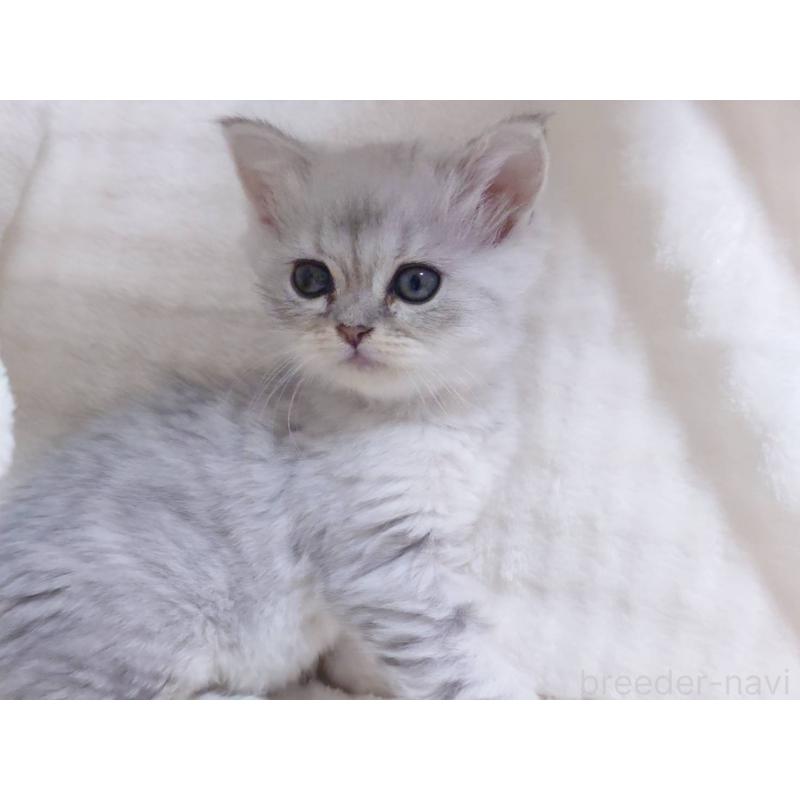 販売中の愛知県のミヌエット-133548の3枚目