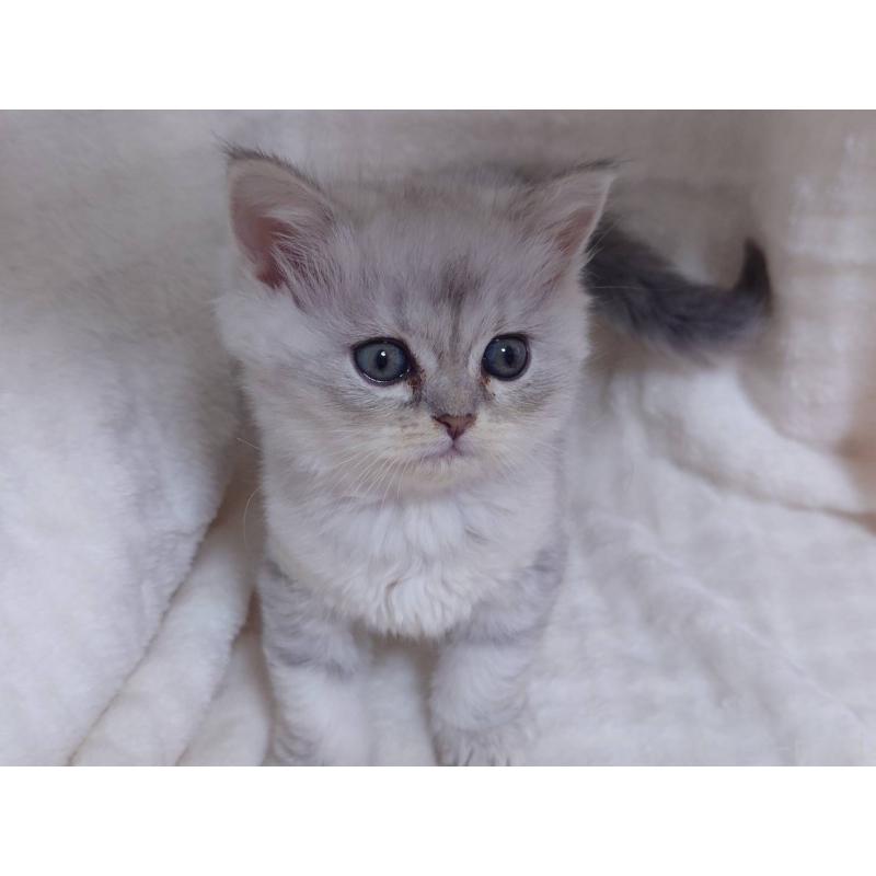 販売中の愛知県のミヌエット-133548の2枚目