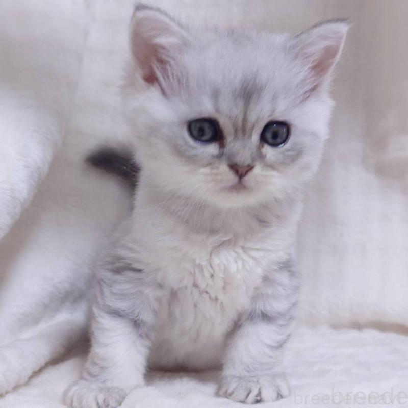 販売中の愛知県のミヌエット-133548の1枚目