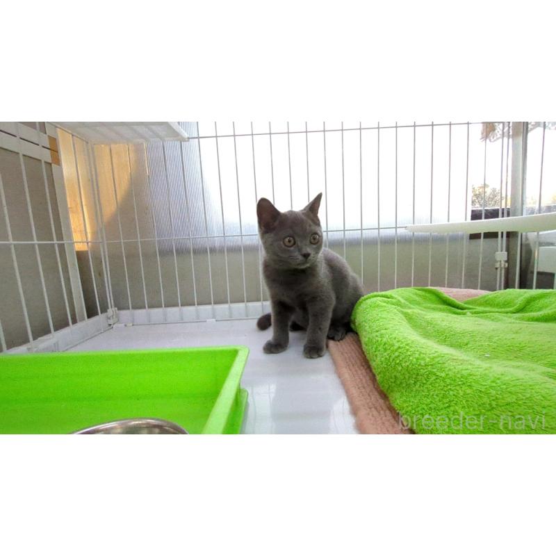 販売中の茨城県のブリティッシュショートヘア-127218の2枚目