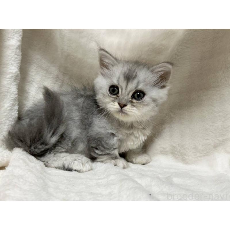 販売中の愛知県のミヌエット(短足)-133549の7枚目