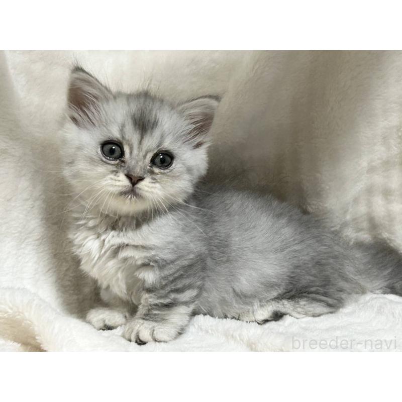 販売中の愛知県のミヌエット(短足)-133549の6枚目