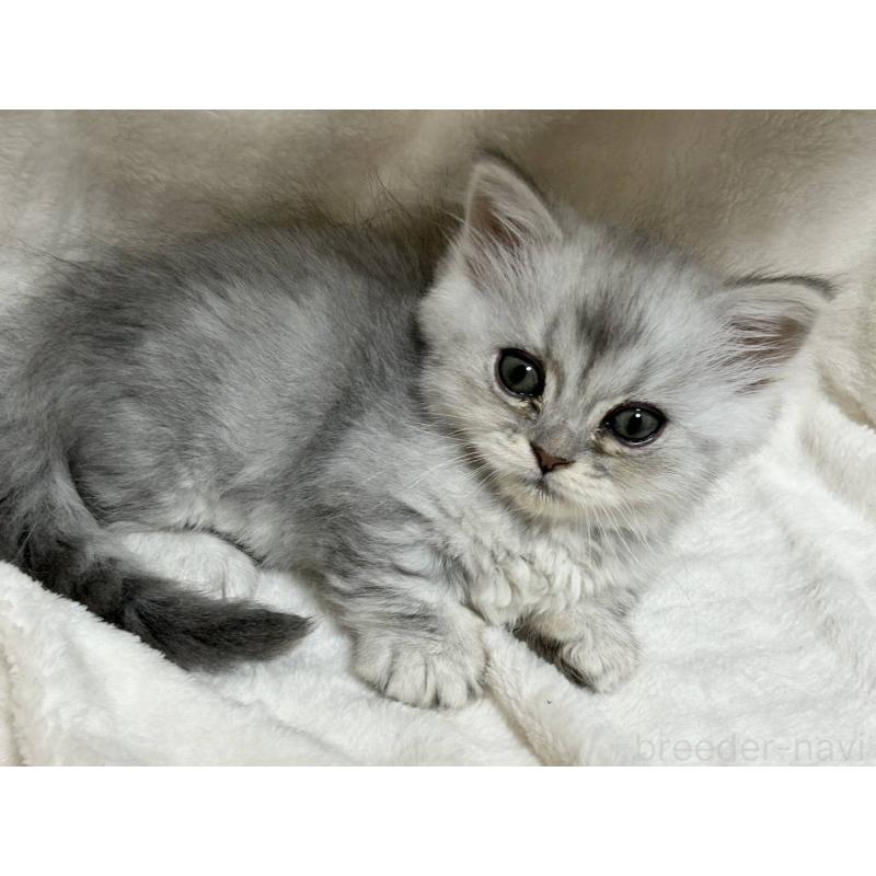 販売中の愛知県のミヌエット(短足)-133549の5枚目