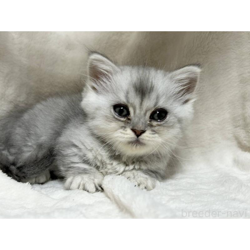 販売中の愛知県のミヌエット(短足)-133549の4枚目