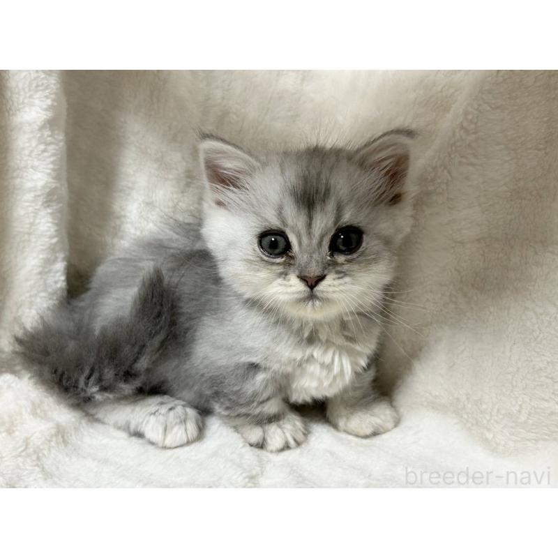 販売中の愛知県のミヌエット(短足)-133549の3枚目